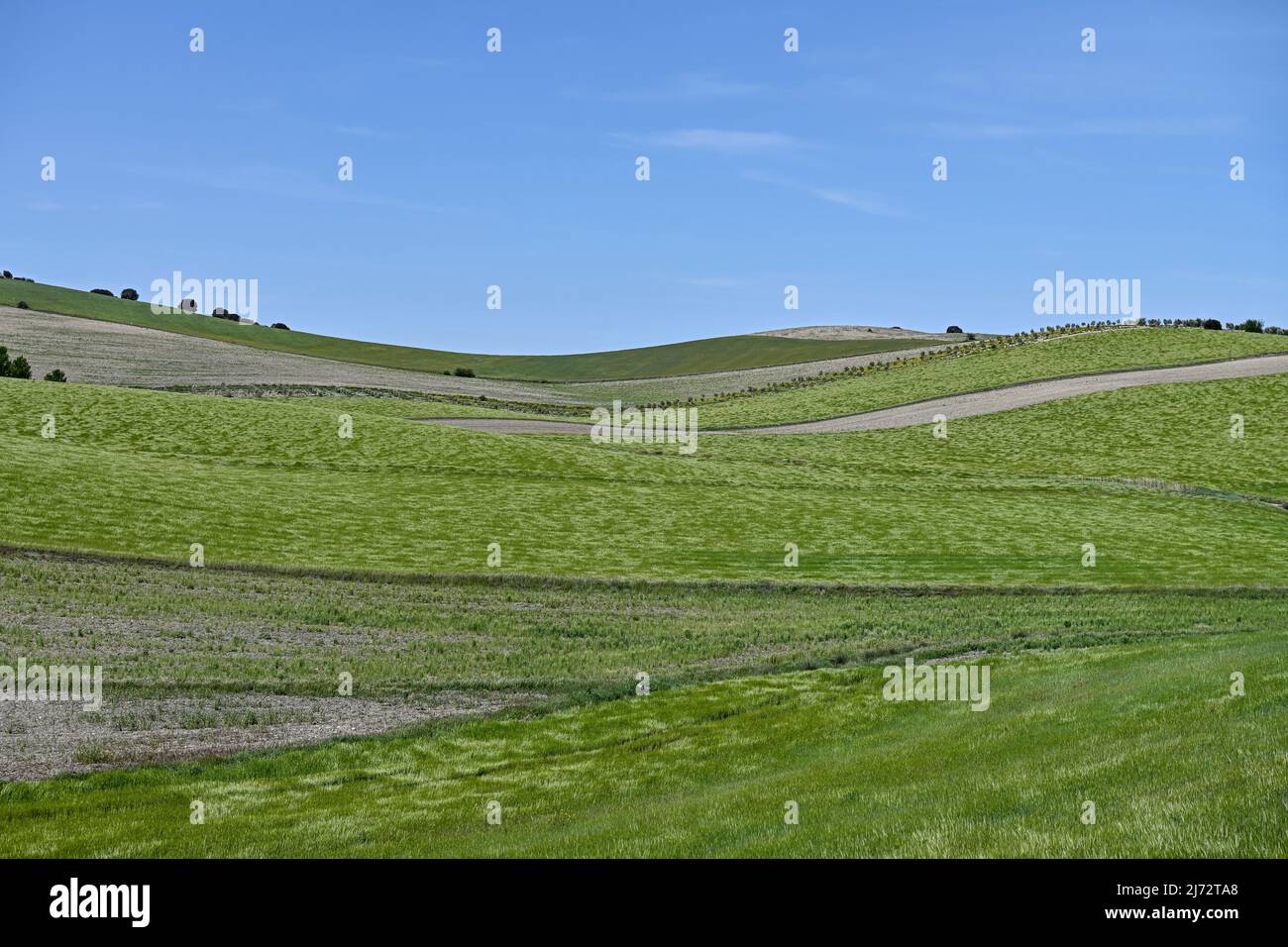 Green cereal fields, in a slightly undulating landscape Stock Photo - Alamy