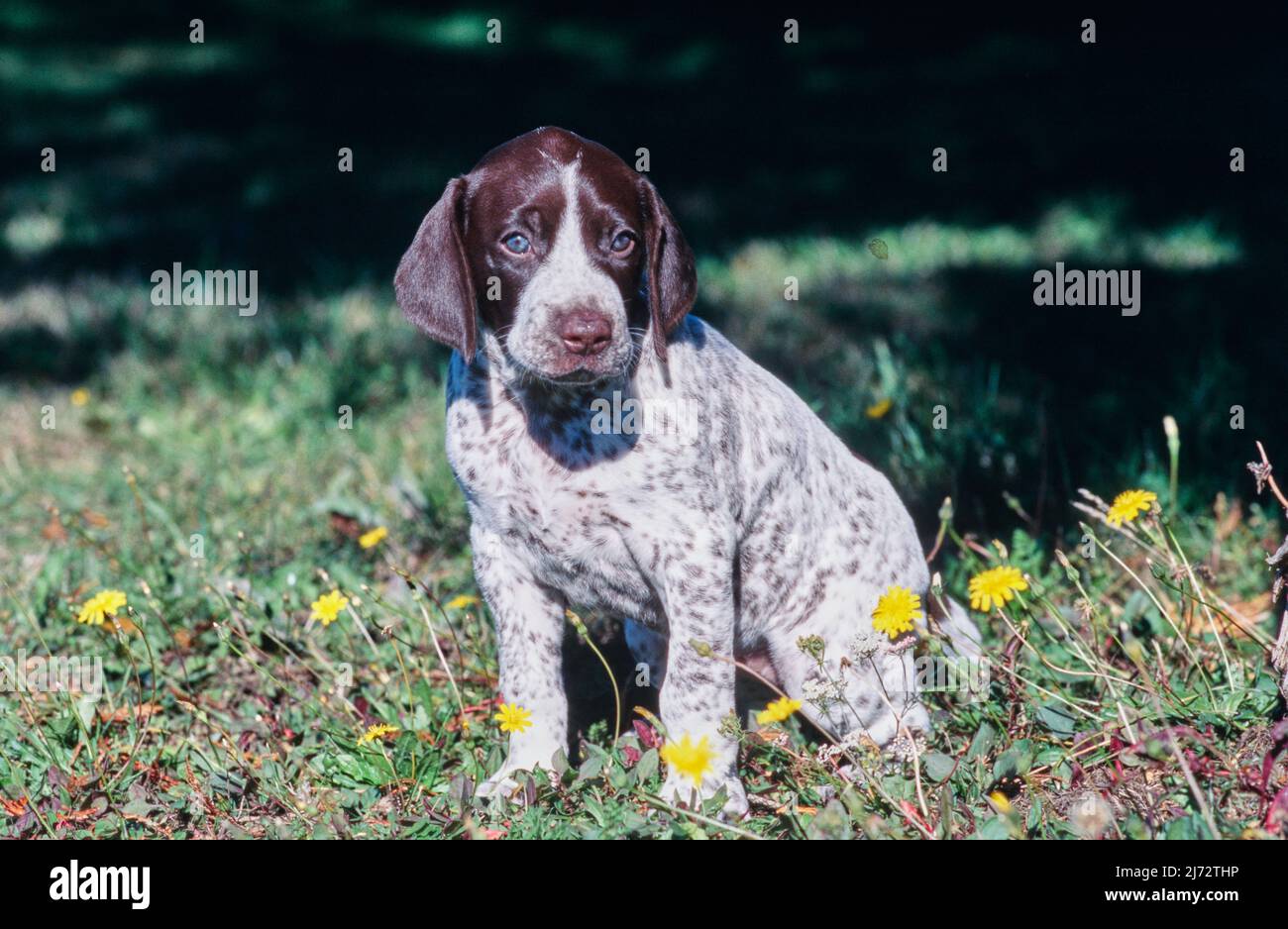 German Short Haired Pointer puppy sitting in field with yellow flowers Stock Photo