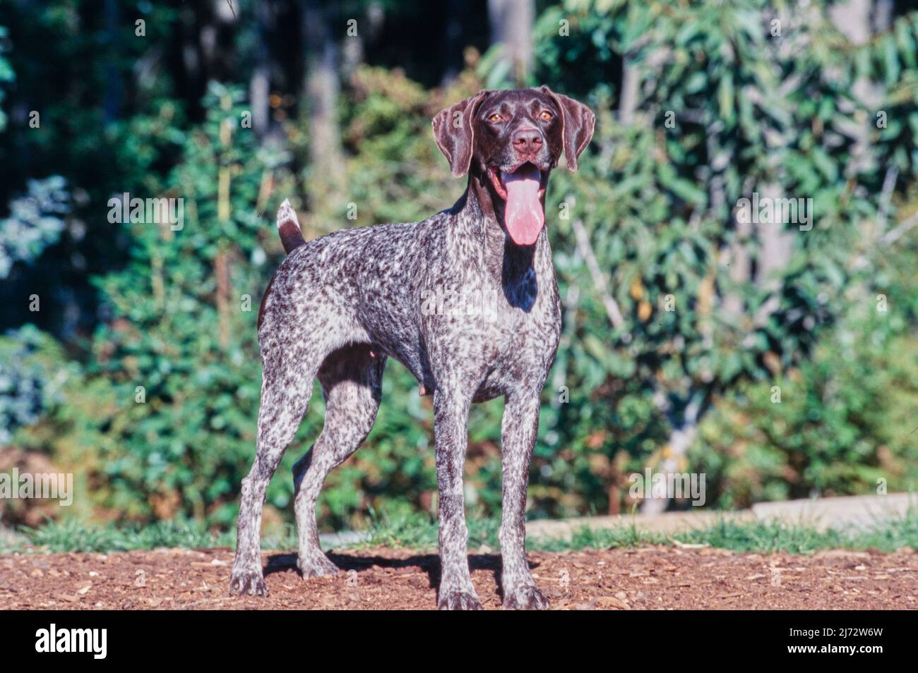 German Short Haired Pointer standing outside with tongue hanging out Stock Photo