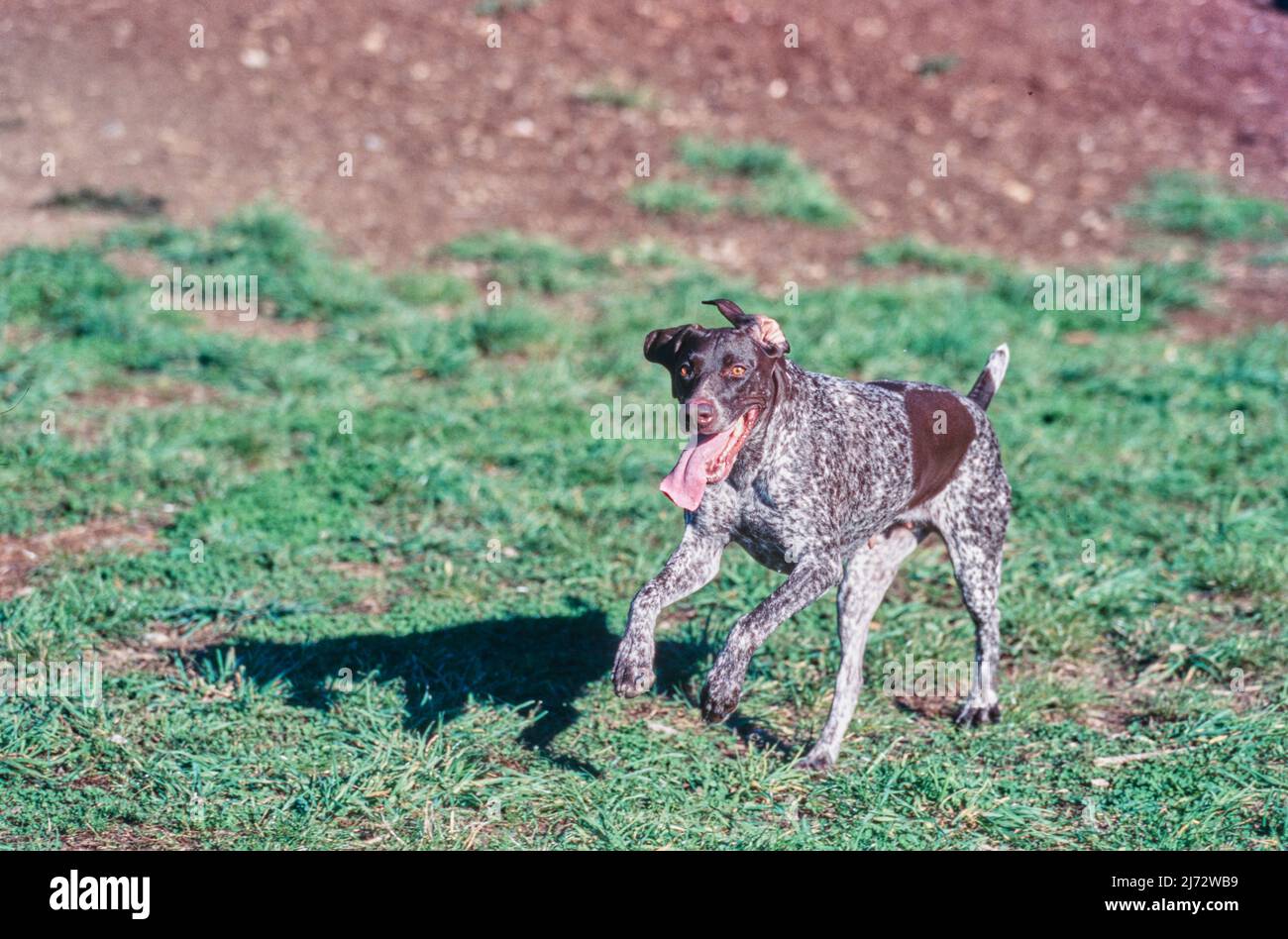 German shorthaired pointers running hi-res stock photography and images ...