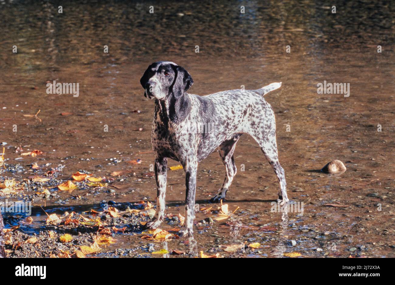 Winter hotsell creek shorthairs