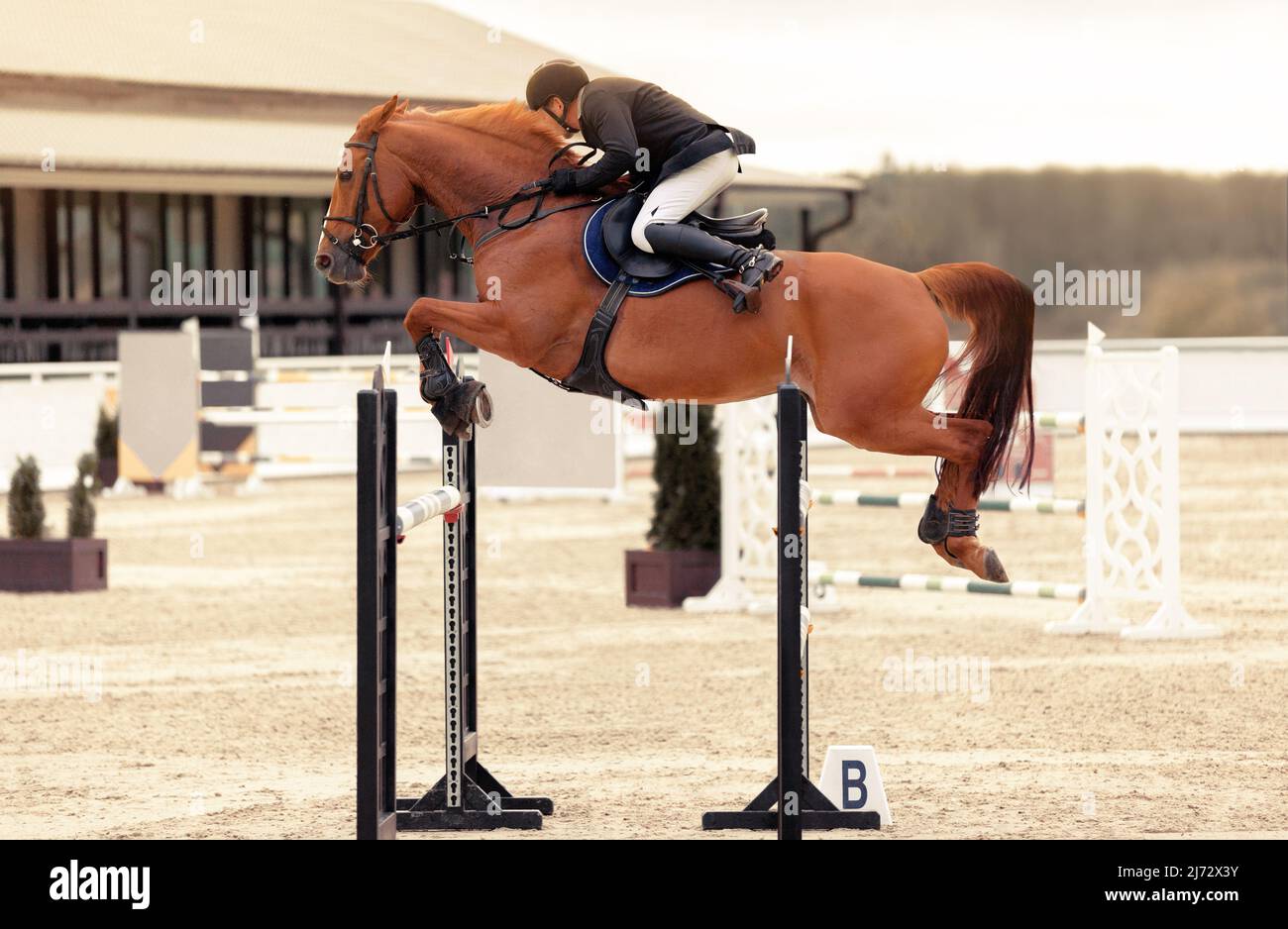 Equestrian sport man is riding a horse. Jockey on brown horse