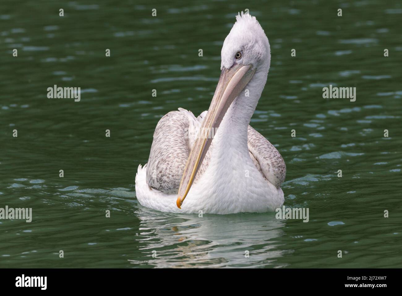 Dalmatian pelican (Pelecanus crispus) swimming at arundel wwt uk has large bill and throat pouch to catch fish, curly nape feathers late spring uk Stock Photo
