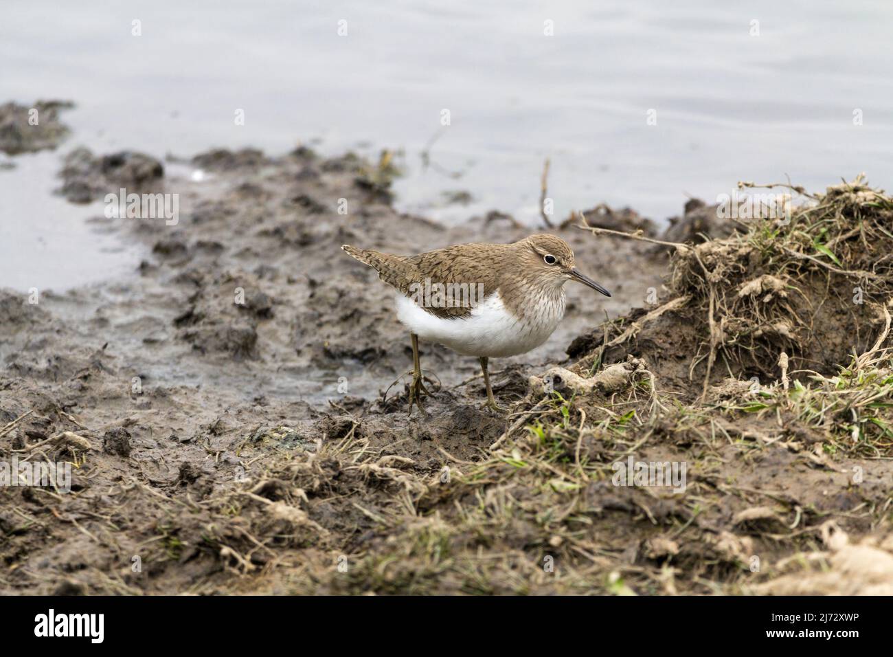 Sandpiper common (Actitis hypoleucos) small wading bird warm brown upperparts white underparts long tail horizontal stance bobs up and down lakeside Stock Photo