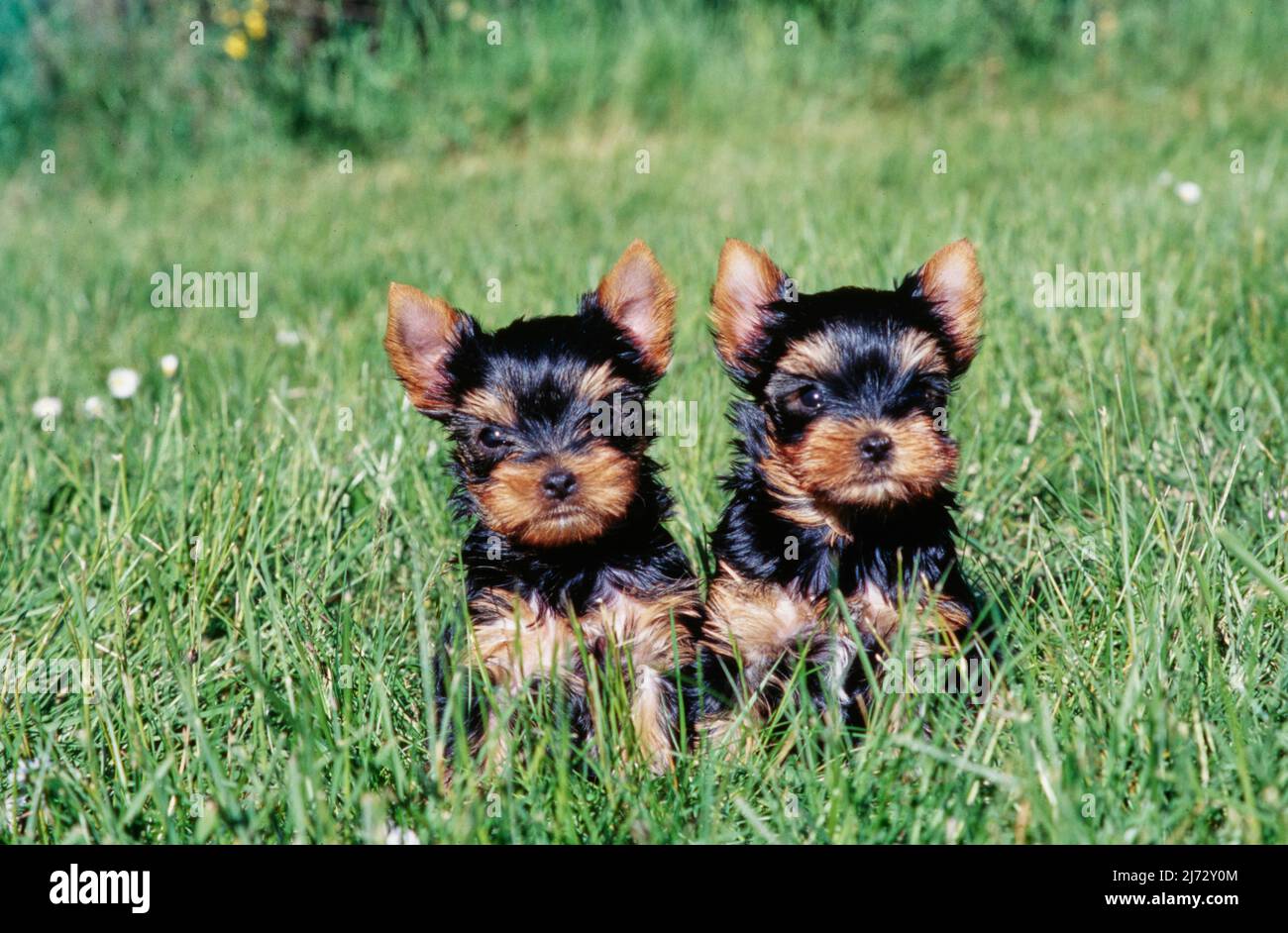 Beautiful view of Do Puppies Need To Eat Grass For Pregnancy Complications