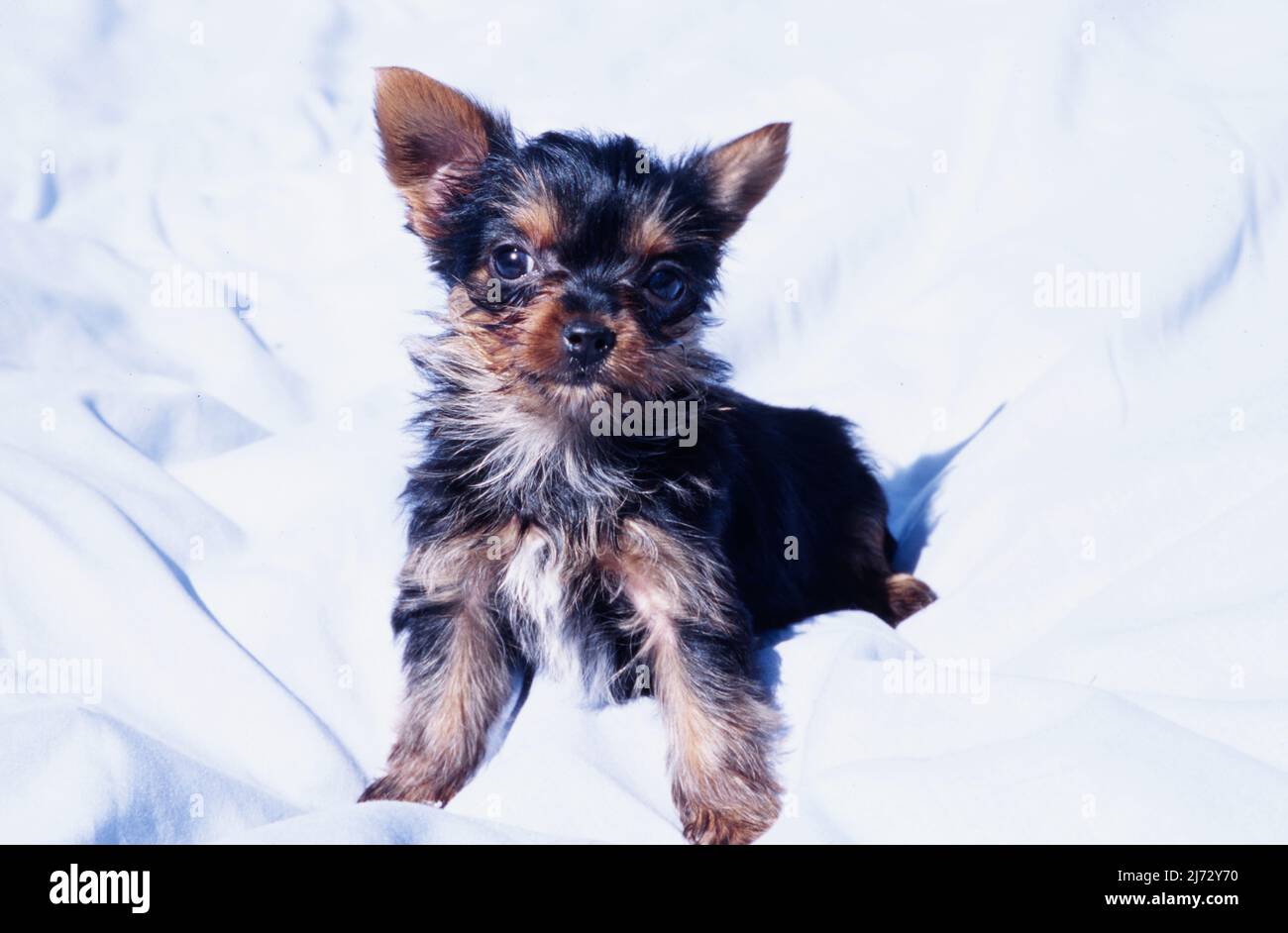 Yorkie on blanket Stock Photo Alamy