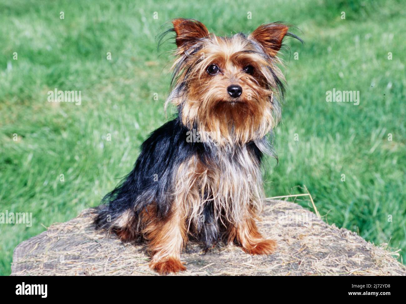 Teacup yorkies hi-res stock photography and images - Alamy