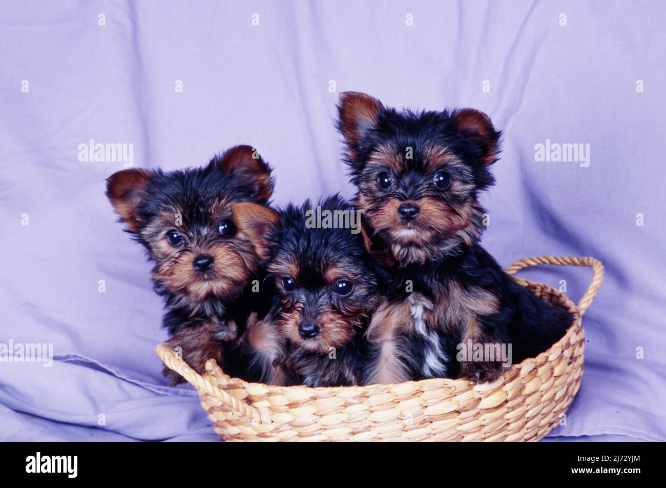 Photos of yorkie puppies 2025