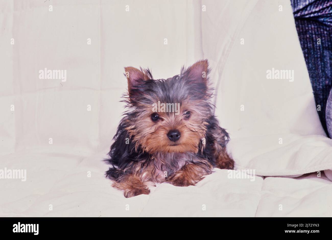 Yorkie puppy on white blanket Stock Photo Alamy