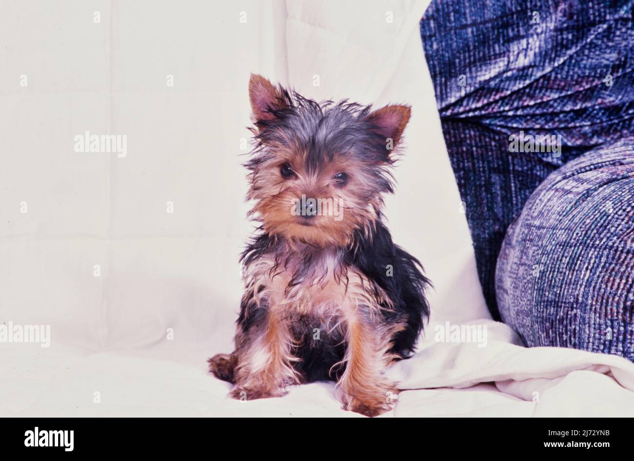 Yorkie puppy on white blanket Stock Photo Alamy