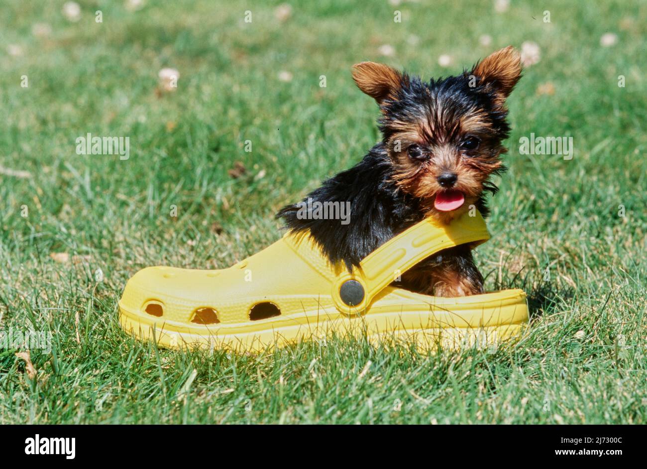 Yorkie puppy in sandal Stock Photo Alamy