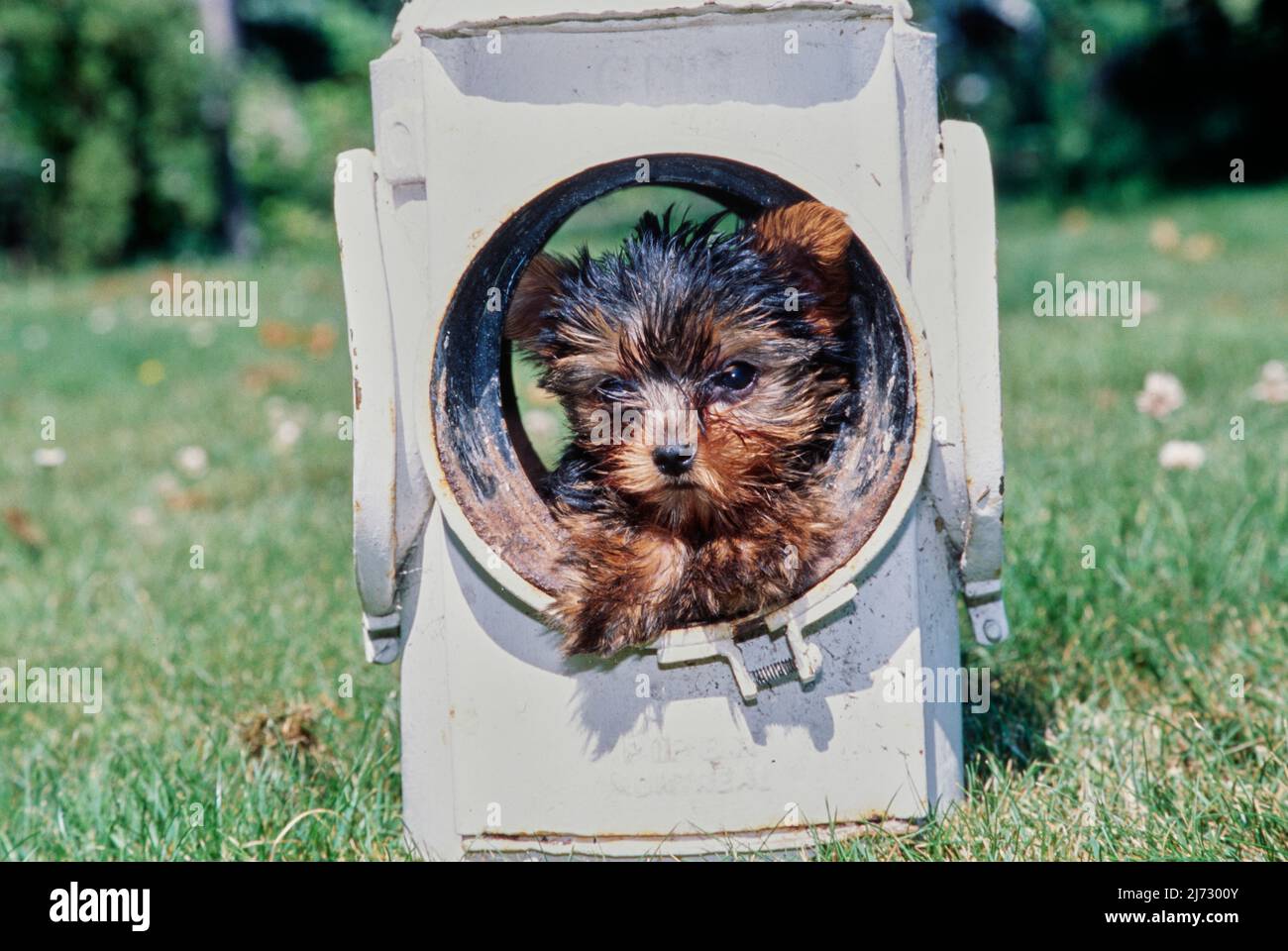 Yorkie puppy in fire hydrant Stock Photo Alamy
