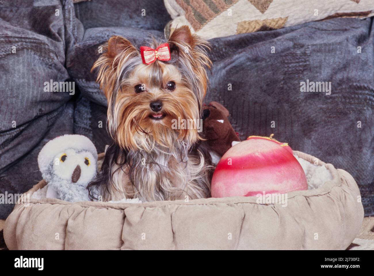 Yorkie in bed with stuffed animal Stock Photo Alamy