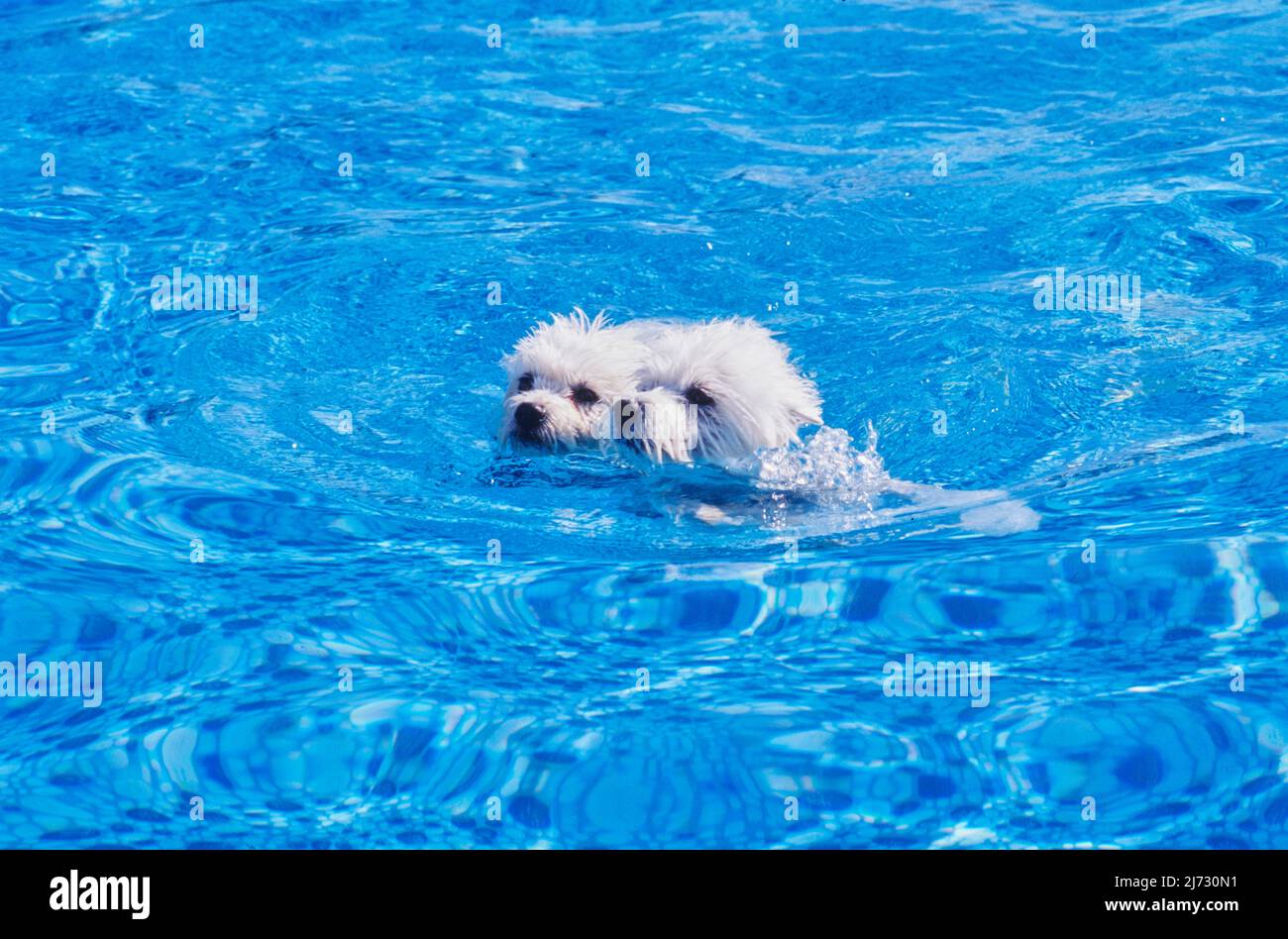 West Highland White Terriers swimming in pool Stock Photo Alamy