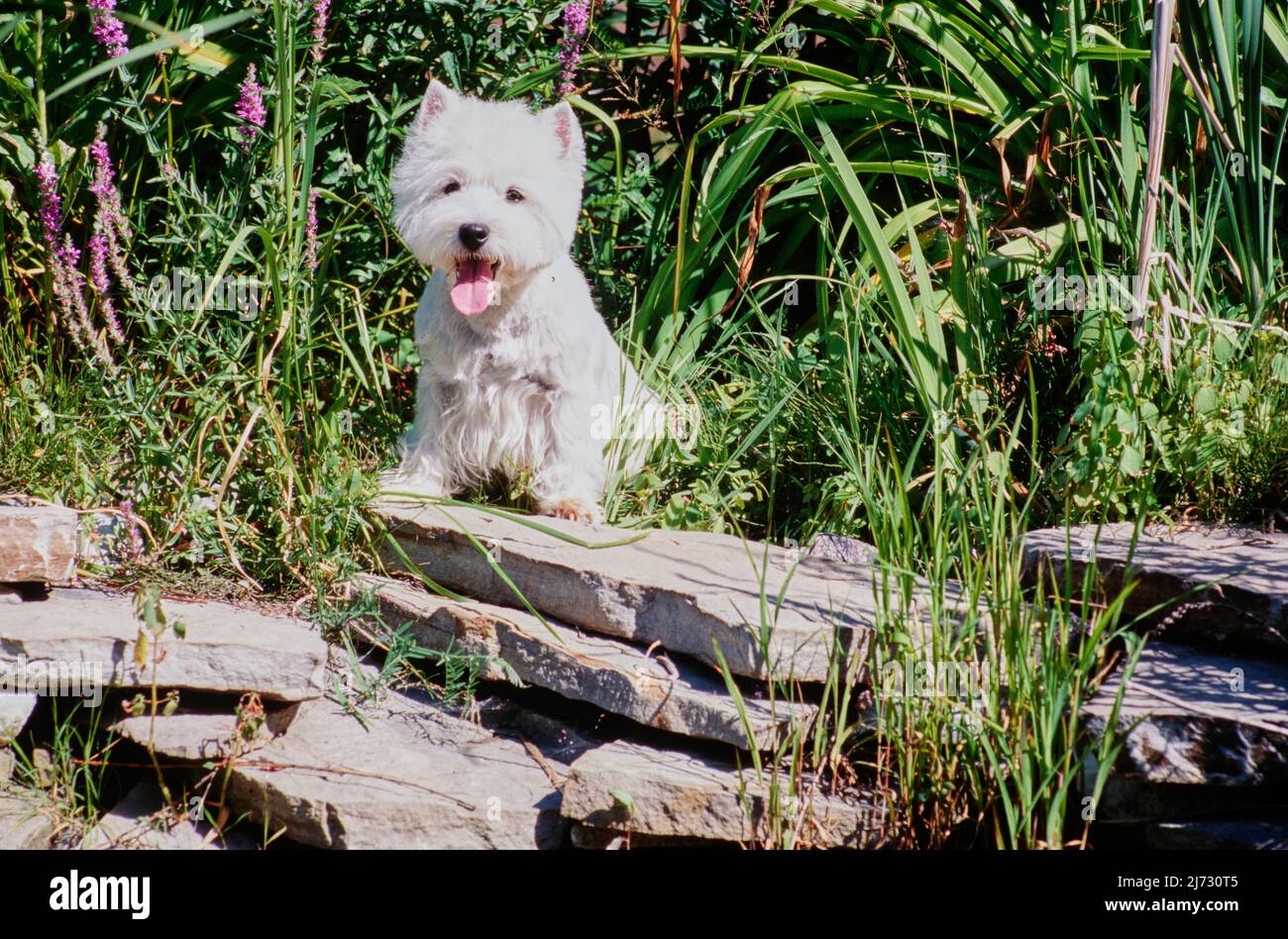West Highland White Terriers outdoors in flower bed Stock Photo Alamy