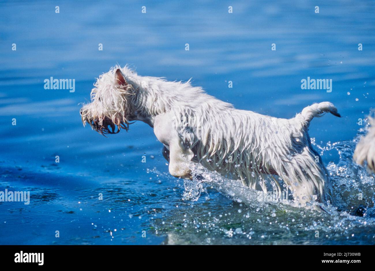West Highland White Terrier running through water Stock Photo