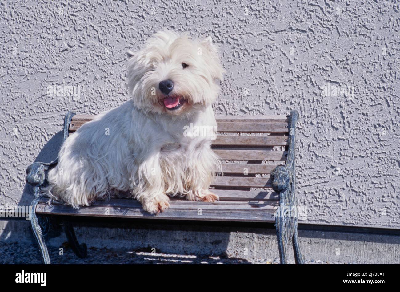 West highland white terrier sitting small bench in front of stucco wall