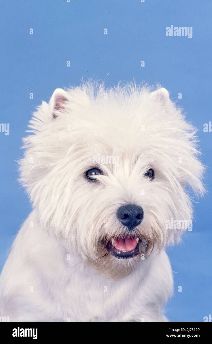 How Much Should My Westie Weigh