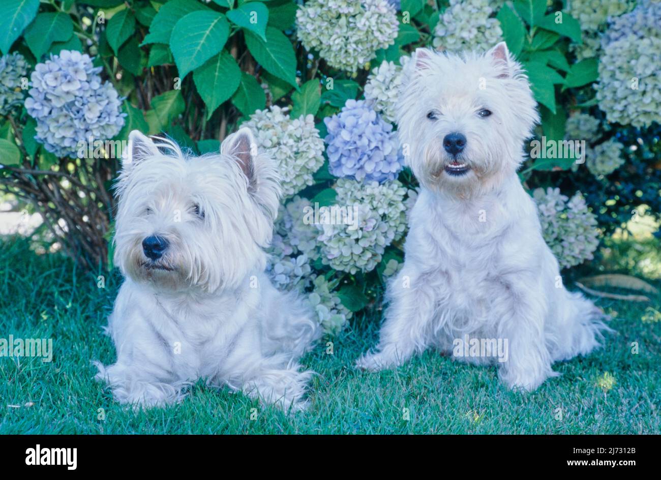 Photo inspiration: West Highland White Terriers Sitting In Front Of Hydrangeas Stock Photo Inspiration