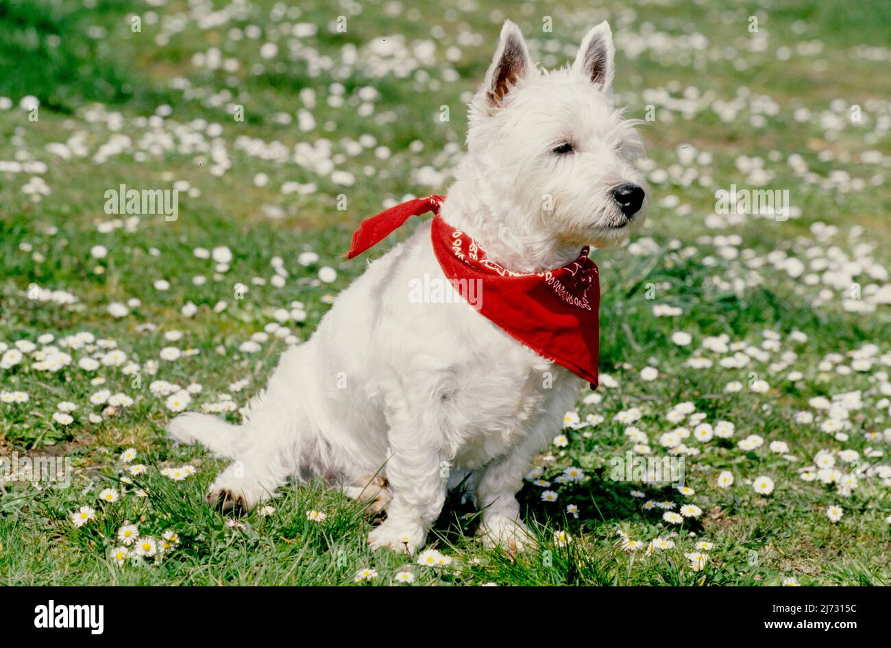 Westie Pet Bandana Westie Pet Bandana