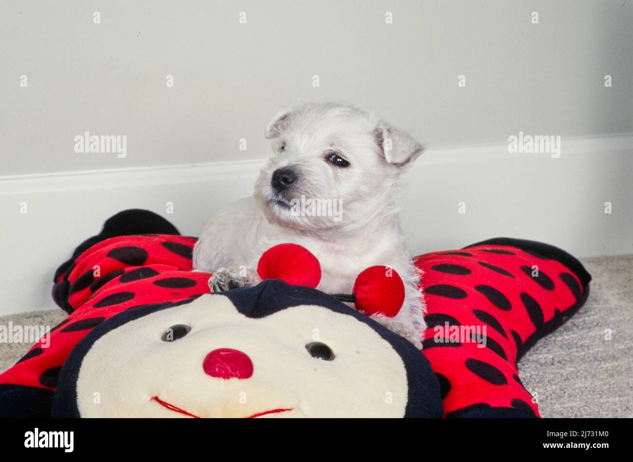Bed stuffed animals hires stock photography and images Alamy