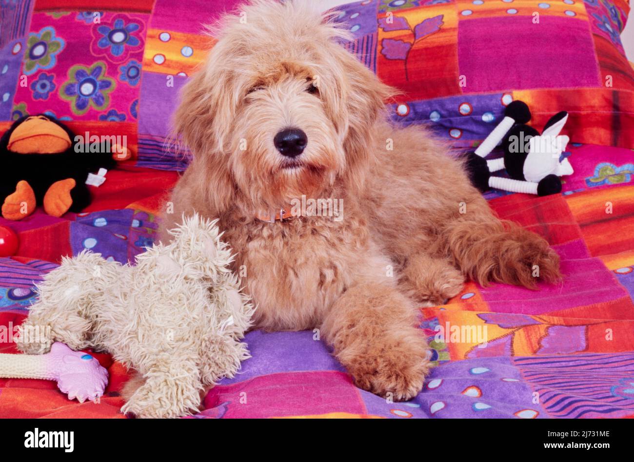 goldendoodle stuffed toy