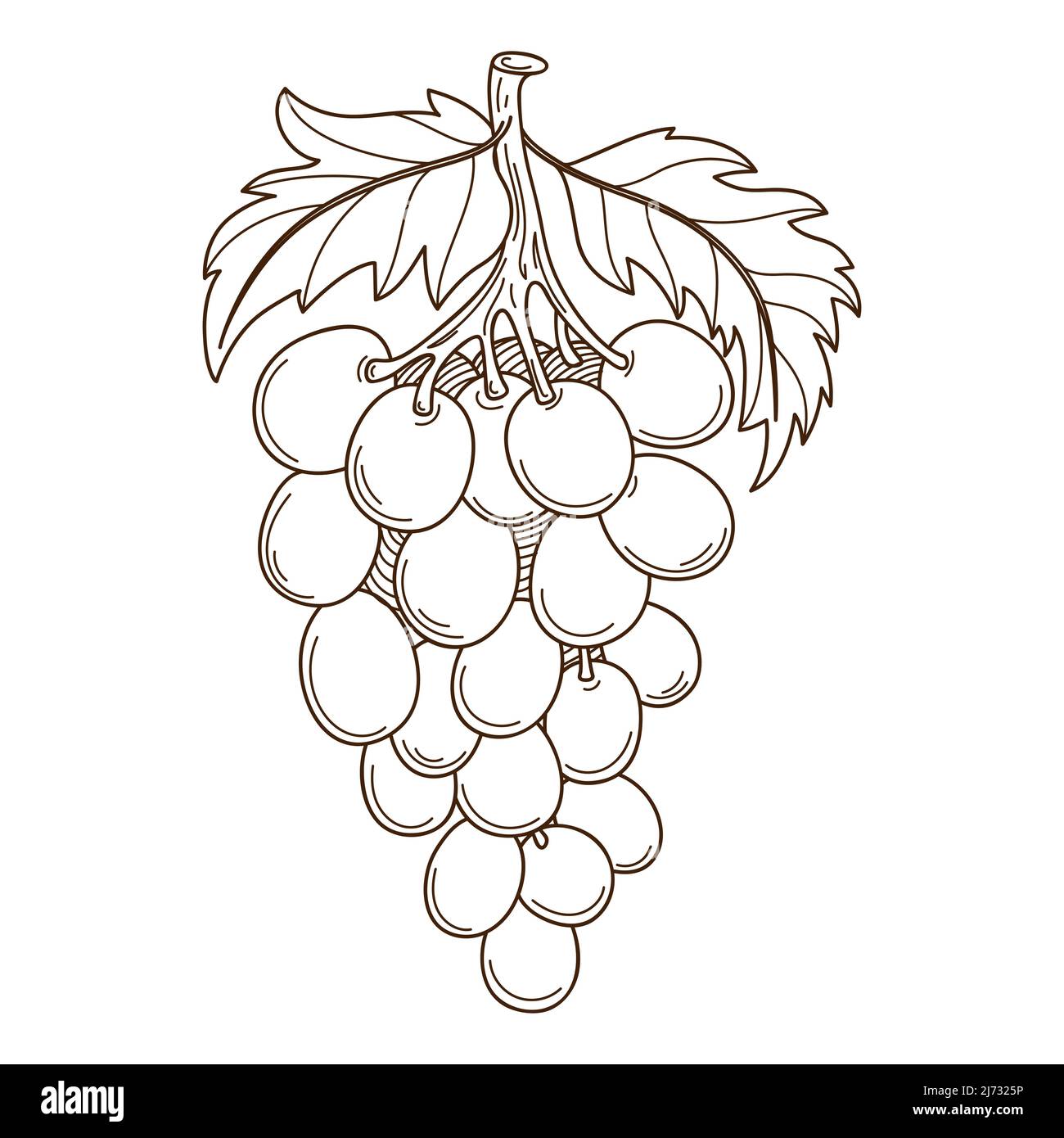 Line Drawing Grape Free PNG And Clipart Image For Free Download - Lovepik |  401097979