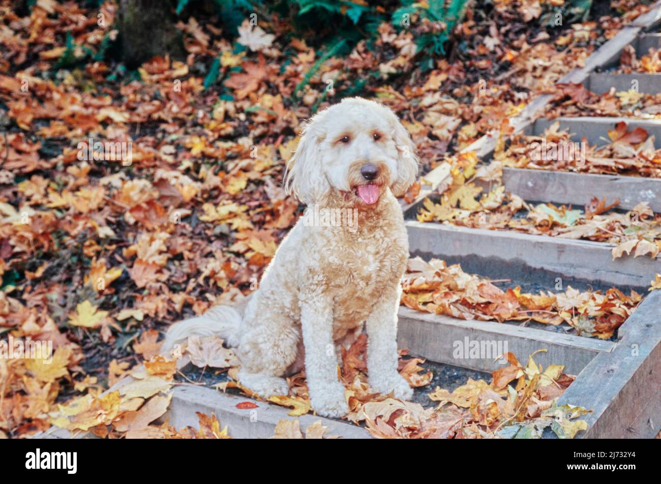 Bandiera Decorativa In Tela Caroline's Treasures - Foglie D'Autunno Con Goldendoodle - 71x101 Cm - Doppia Faccia Per Bandiera Da Giardino O Casa
