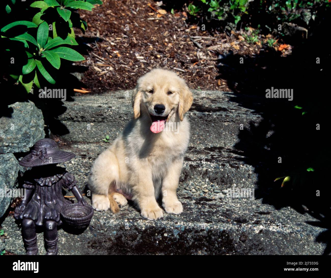 Golden Retriever puppy on steps Stock Photo Alamy