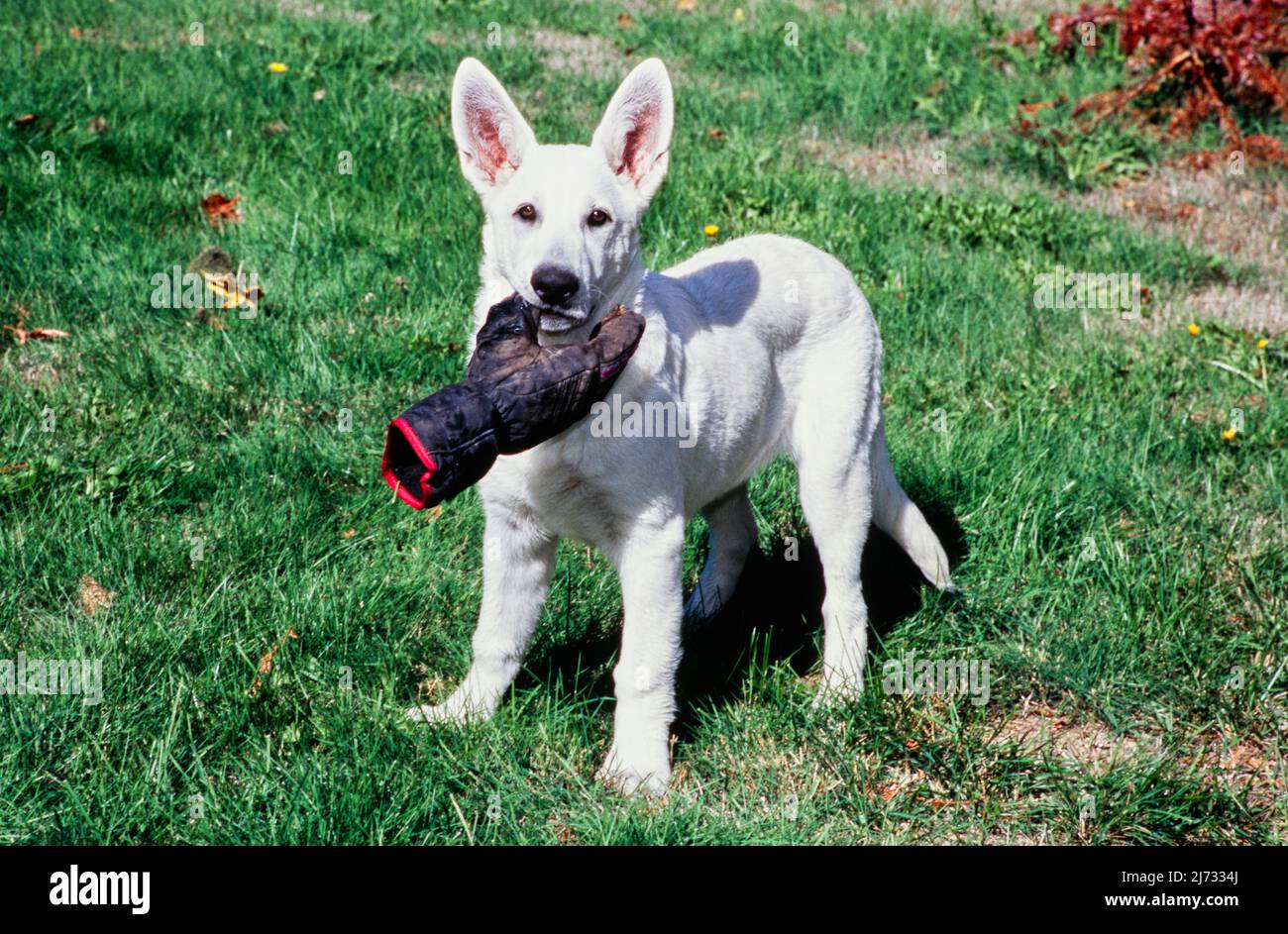 White German shepherd outdoors in grass holding glove in mouth Stock