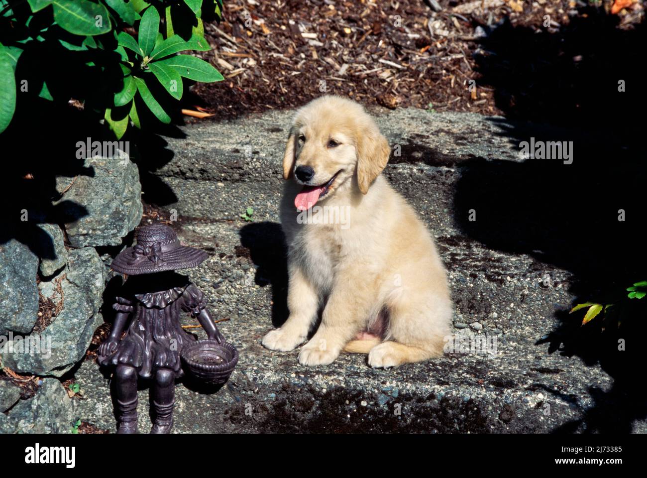 Golden Retriever puppy on steps Stock Photo Alamy