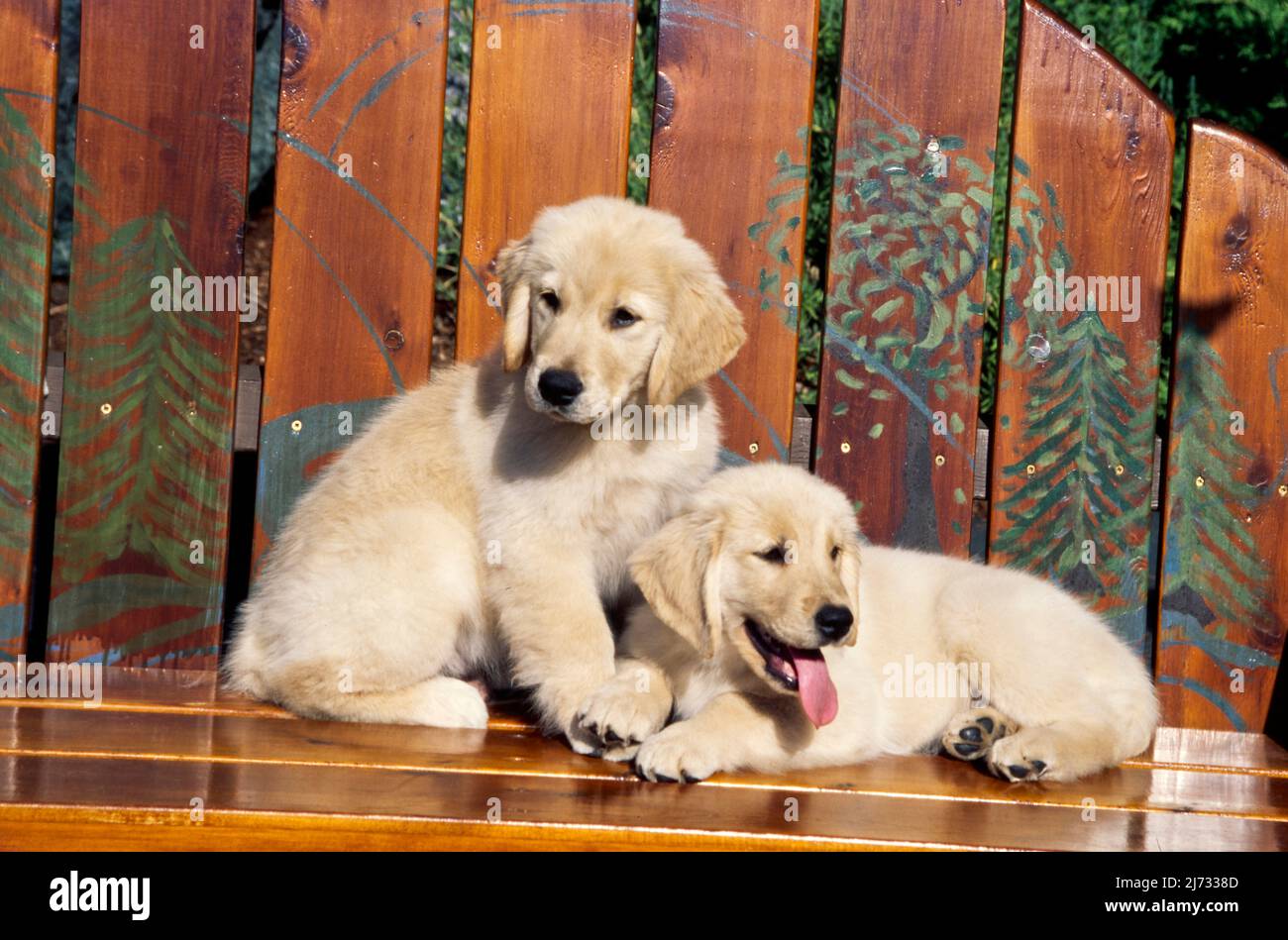 Golden Retriever Puppies Hi res Stock Photography And Images Alamy Golden Retriever Puppies Hi res Stock Photography And Images Alamy