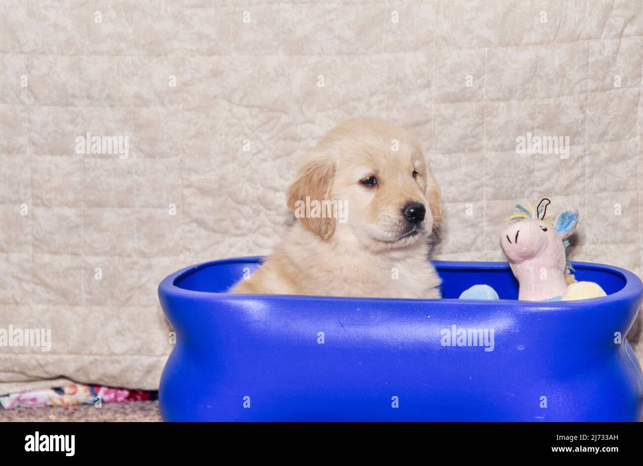 Golden Retriever puppy in tub Stock Photo Alamy