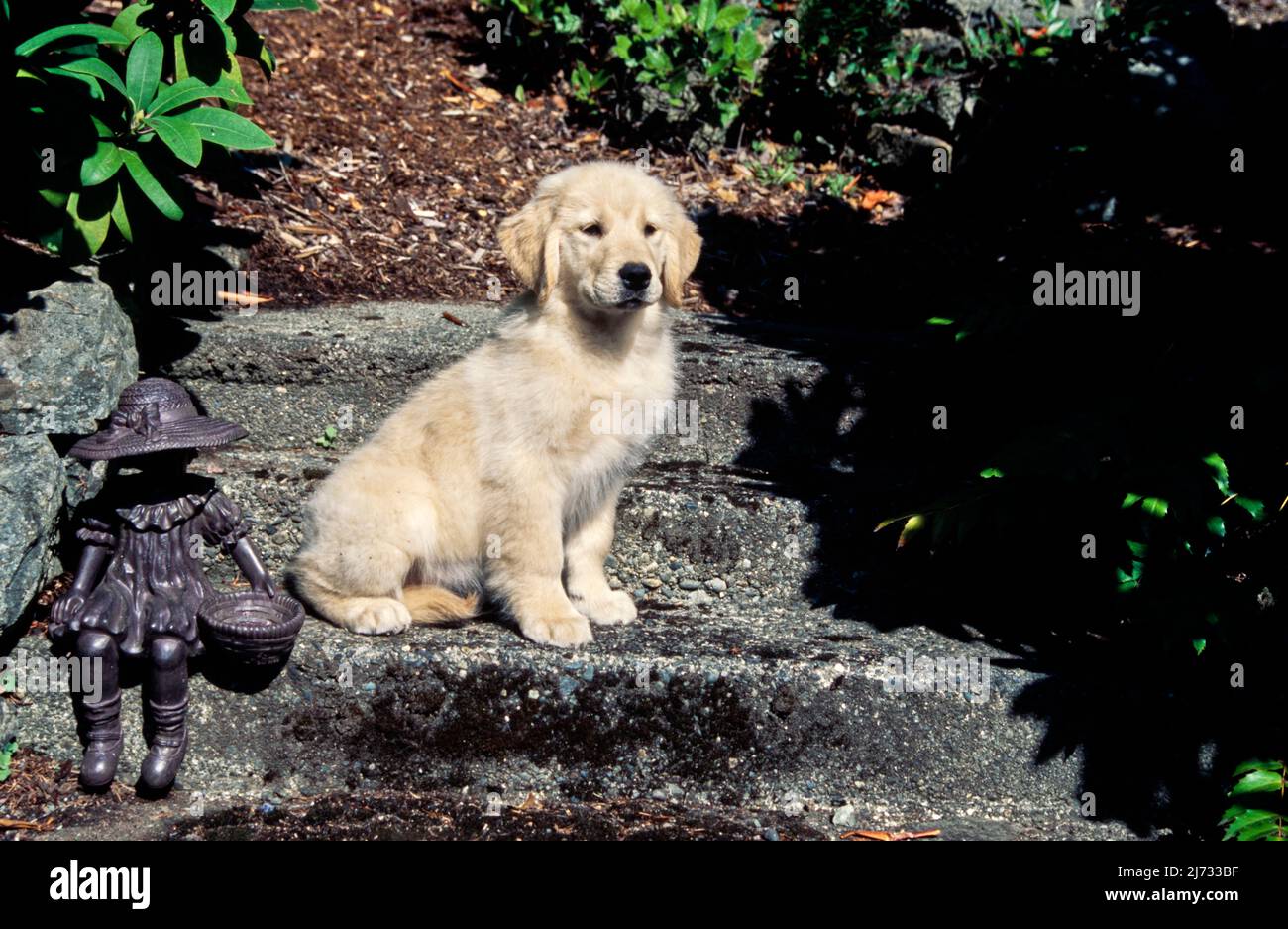 Golden Retriever puppy on steps Stock Photo Alamy