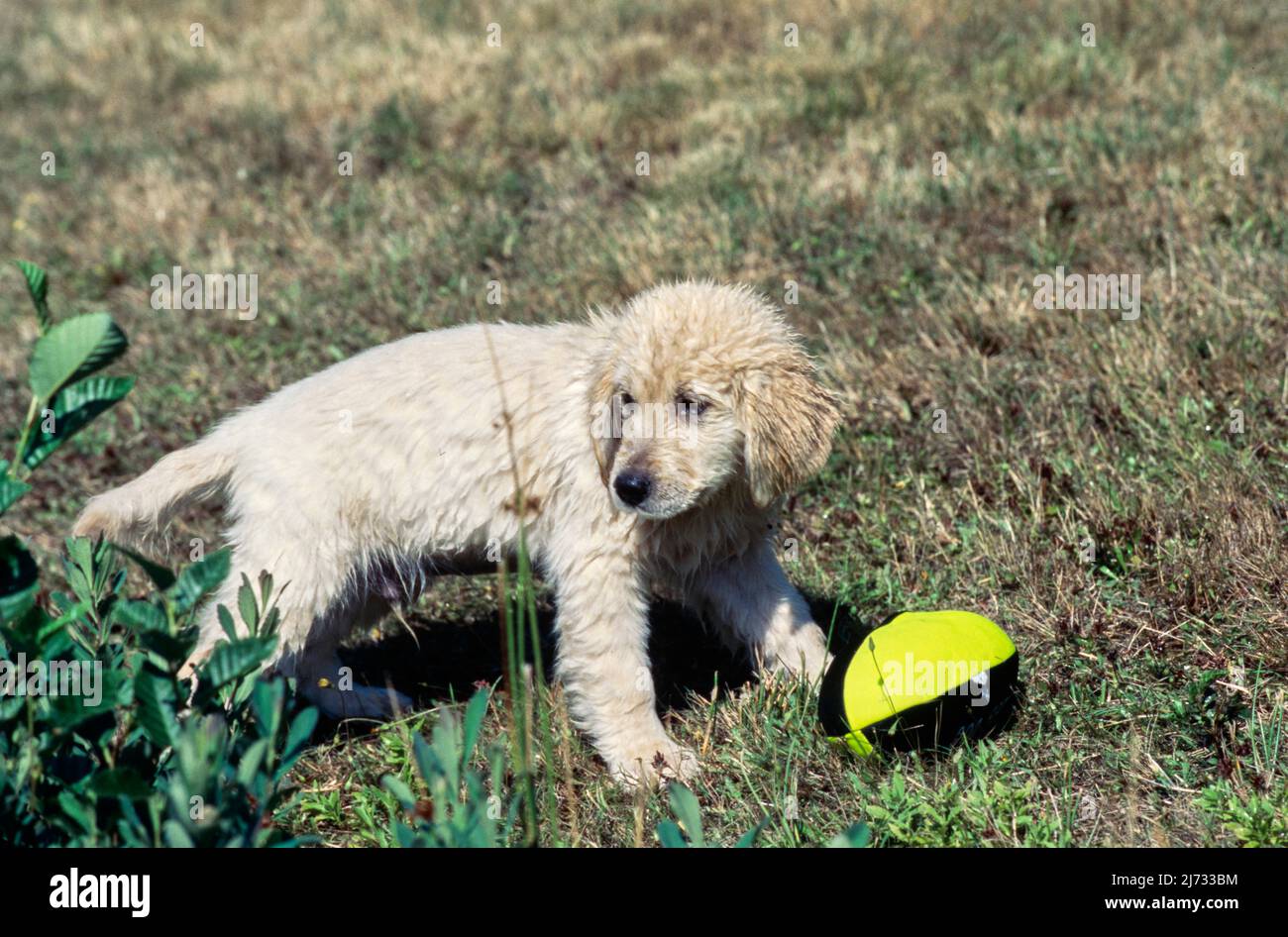 Golden Retriever puppy in grass Stock Photo - Alamy