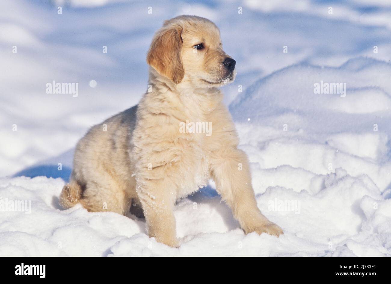 Golden Retriever puppy in snow Stock Photo - Alamy