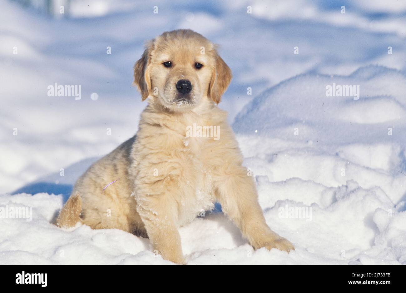 Golden Retriever puppy in snow Stock Photo - Alamy