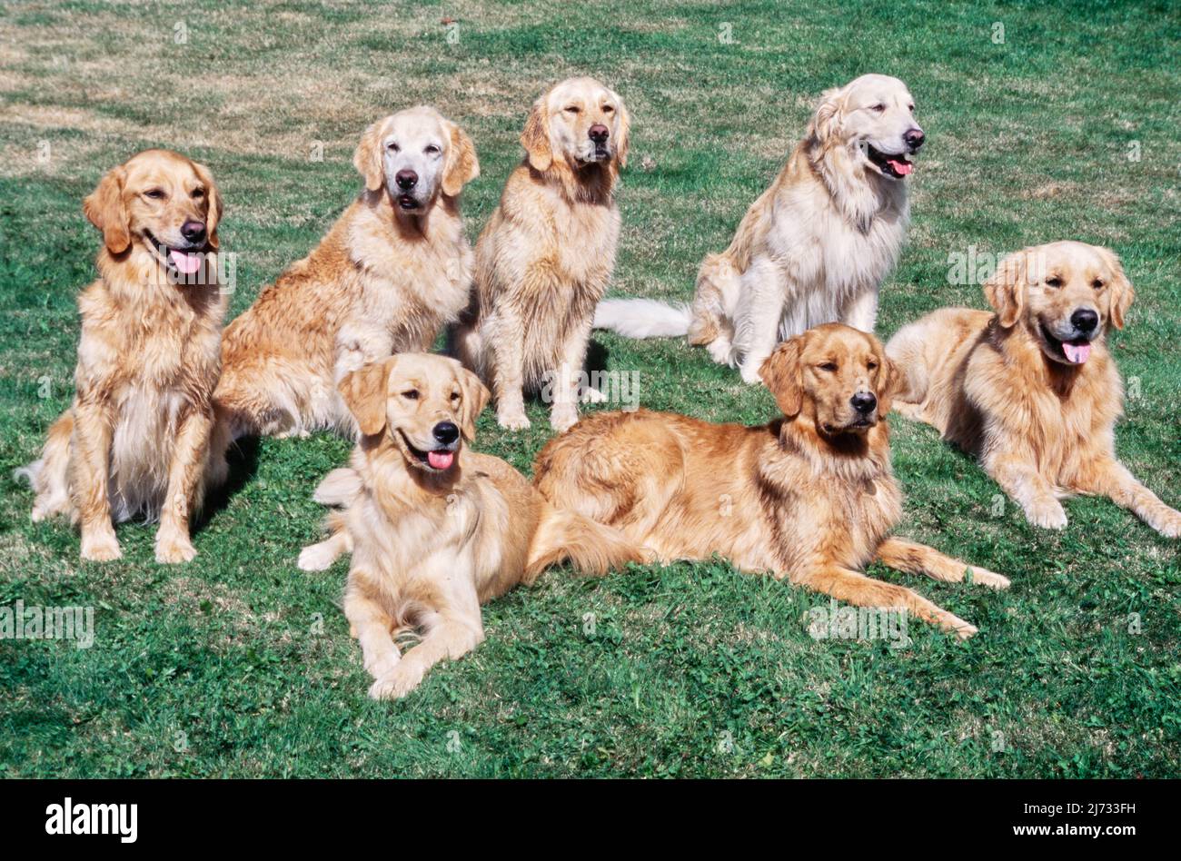 Group golden retrievers in hi-res stock photography and images - Alamy