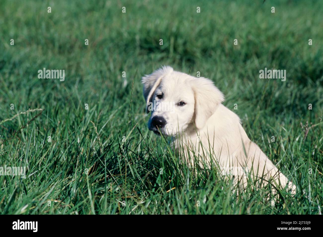 Golden Retriever puppy in field Stock Photo - Alamy