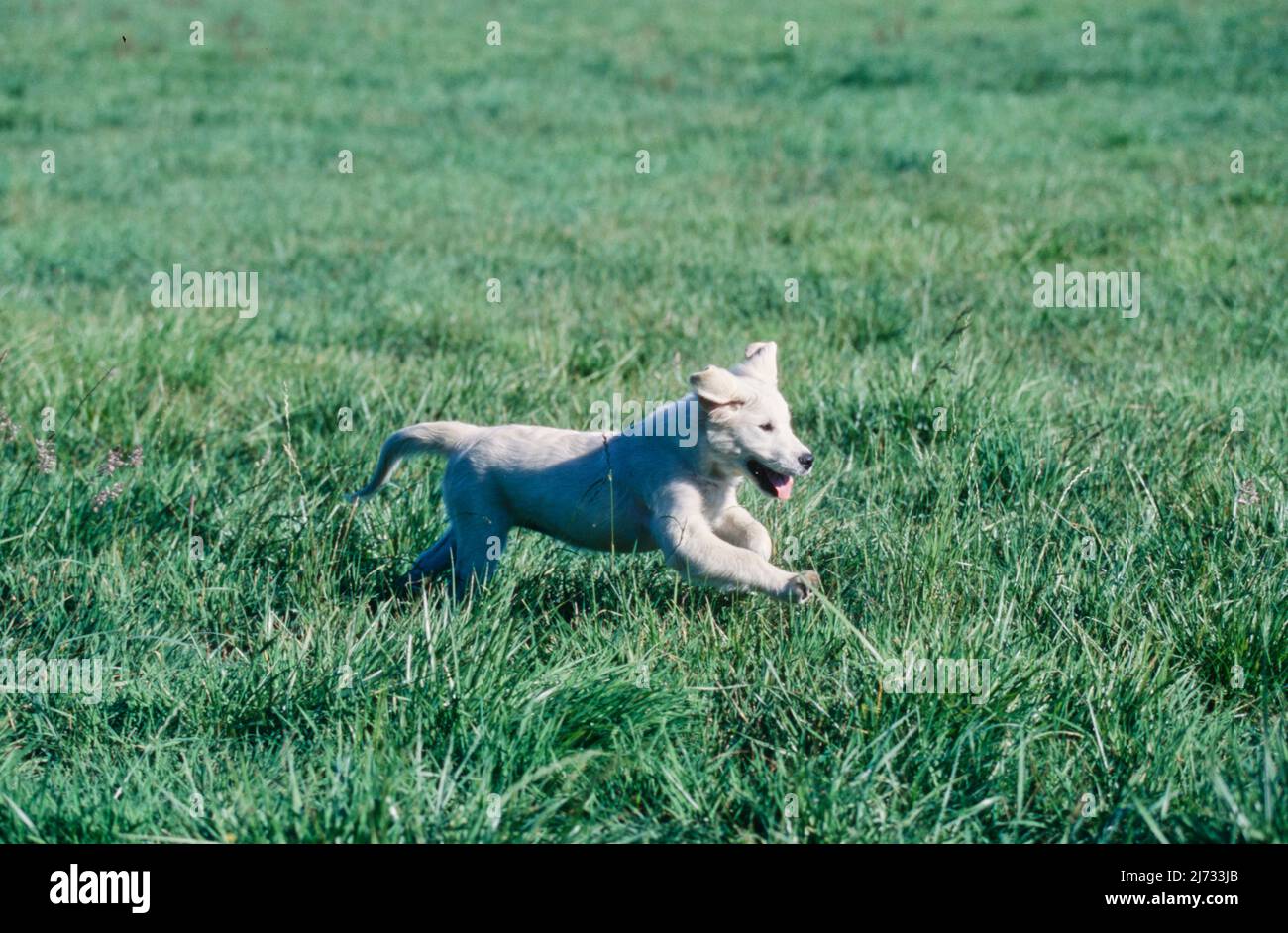Golden Retriever puppy in field Stock Photo - Alamy