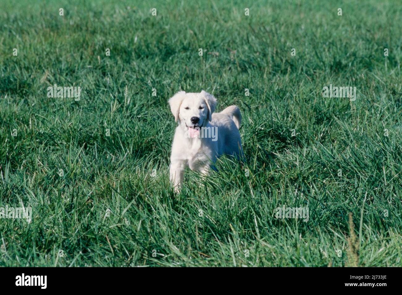Golden retriever puppy in field hi-res stock photography and images - Alamy