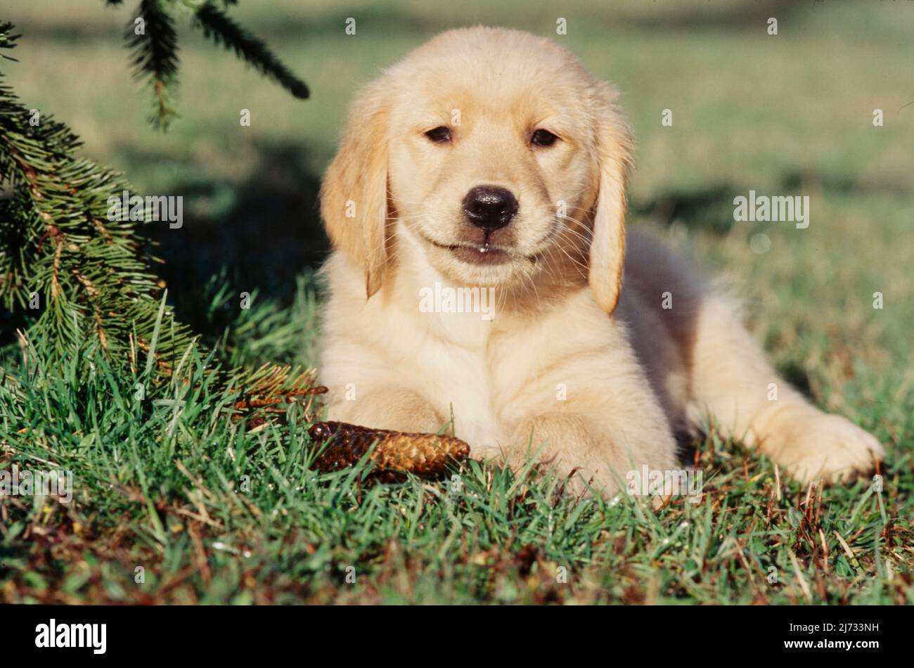 Golden retriever puppy in field hi-res stock photography and images - Alamy