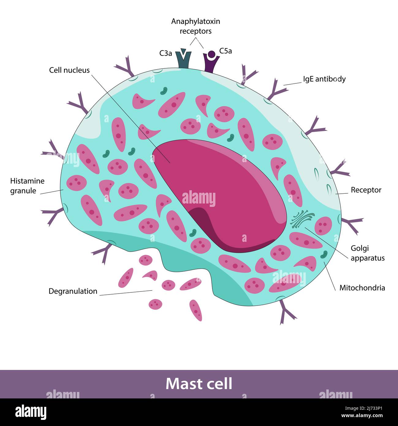 mast cells