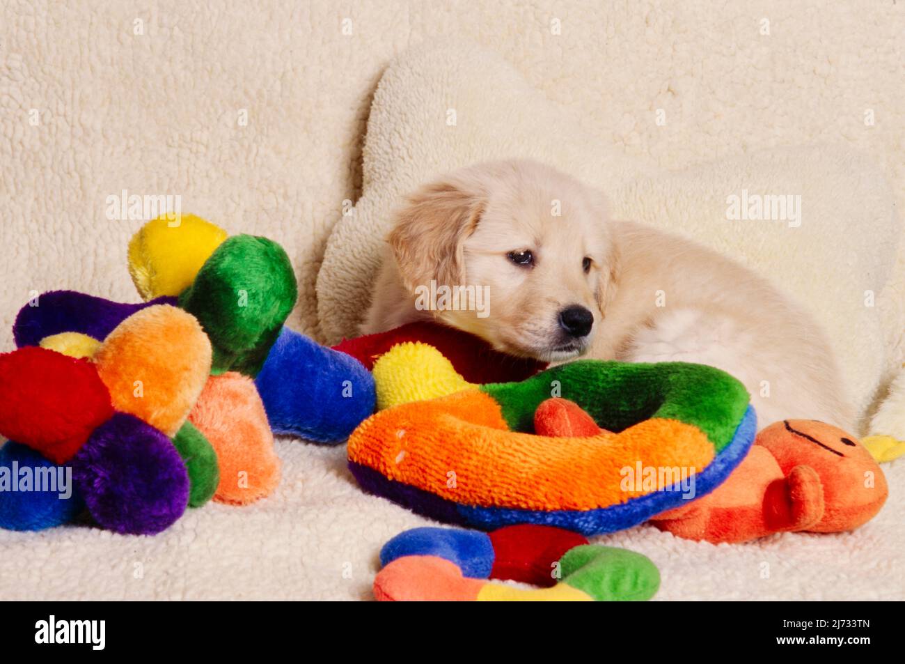 Golden Retriever puppy laying on stuffed animals Stock Photo - Alamy