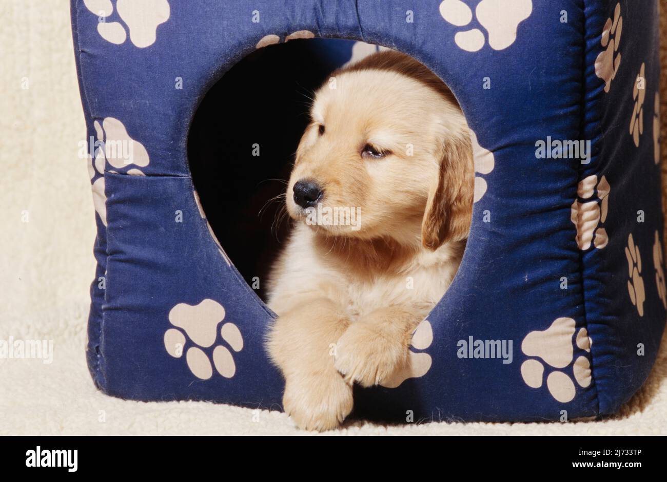 Golden Retriever puppy in dog house Stock Photo Alamy