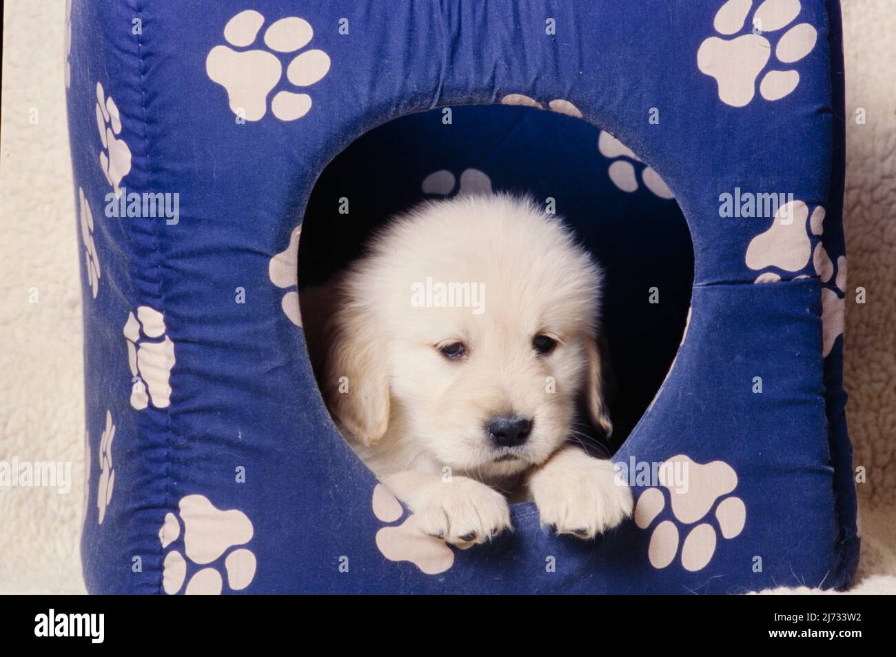 Golden Retriever puppy in dog house Stock Photo Alamy