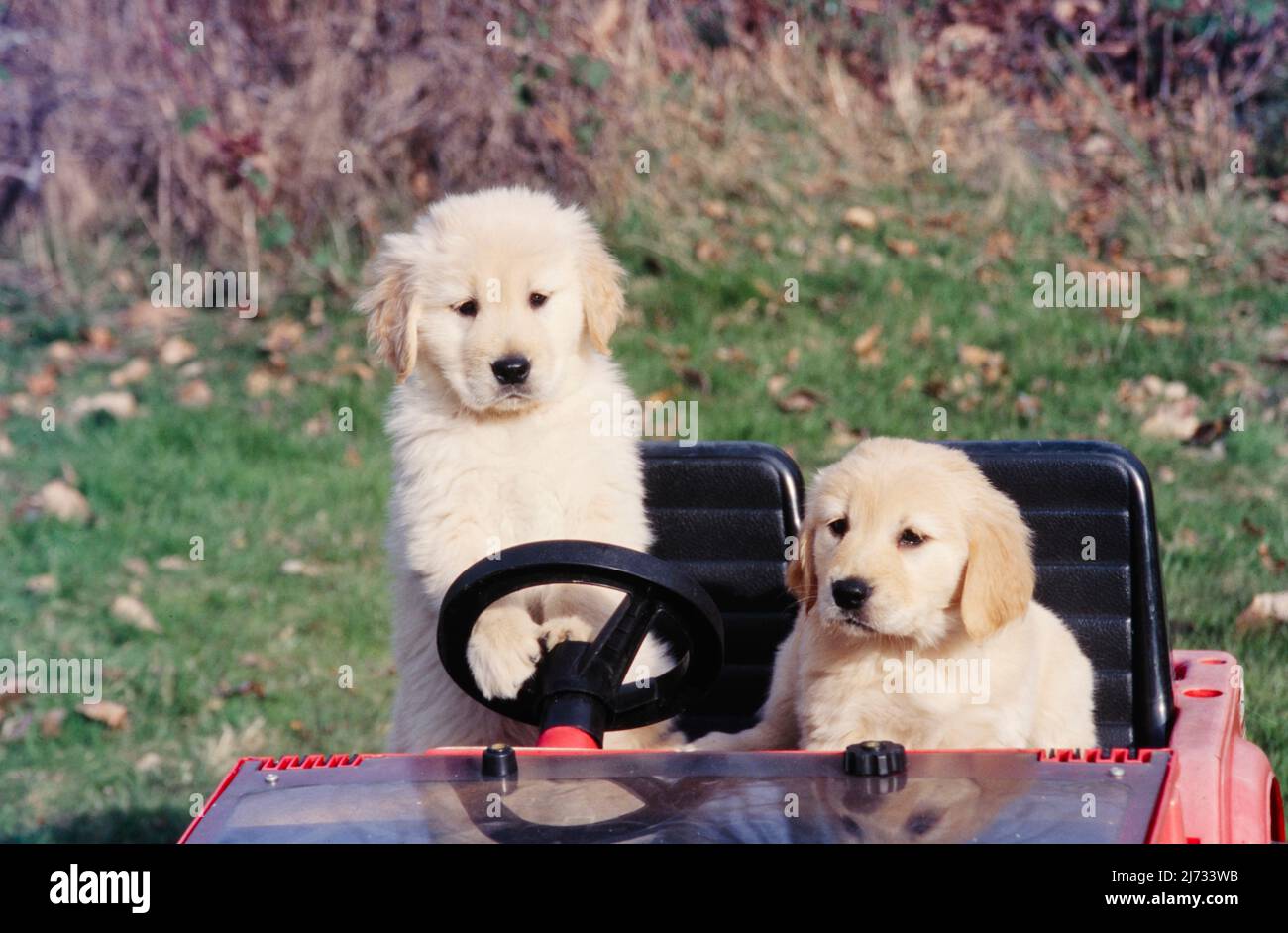 Golden Retriever puppies sitting in toy car Stock Photo