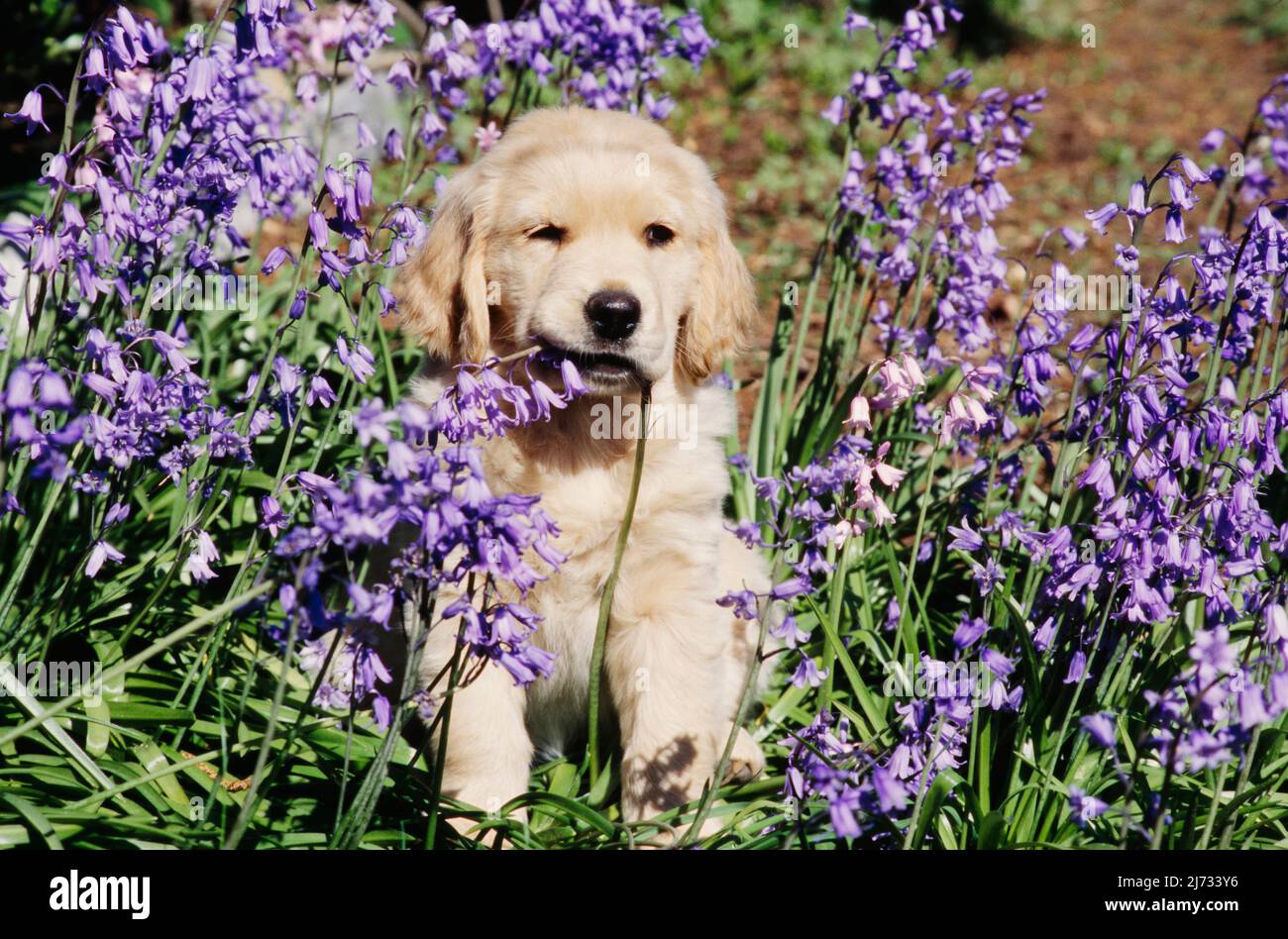 Golden Retriever puppy in flowers Stock Photo - Alamy