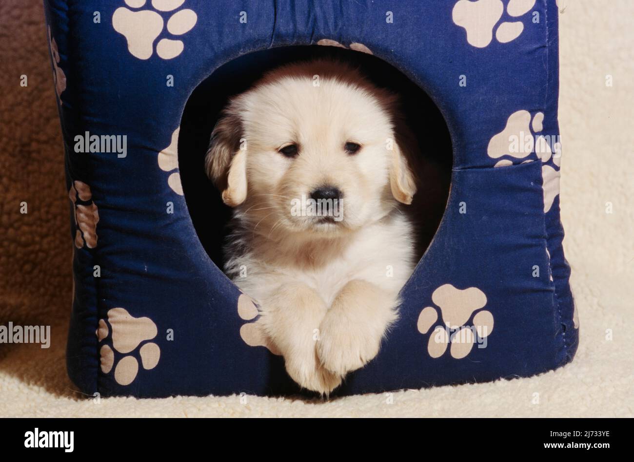 Golden Retriever puppy in dog house Stock Photo Alamy
