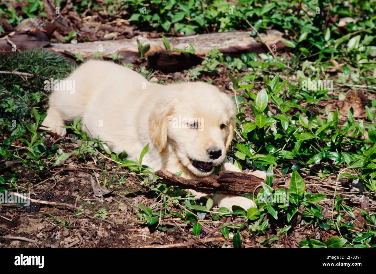 Golden Retriever puppy in grass Stock Photo - Alamy